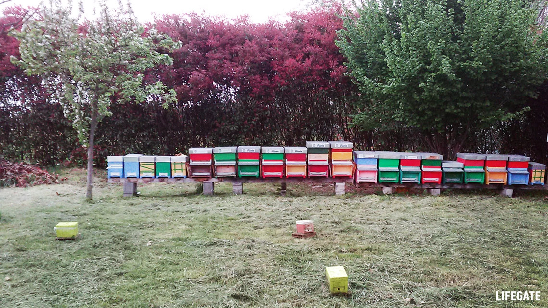 Bee my Future di LifeGate