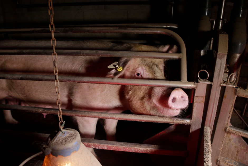 In Europa sono 300 milioni gli animali ancora rinchiusi in gabbia