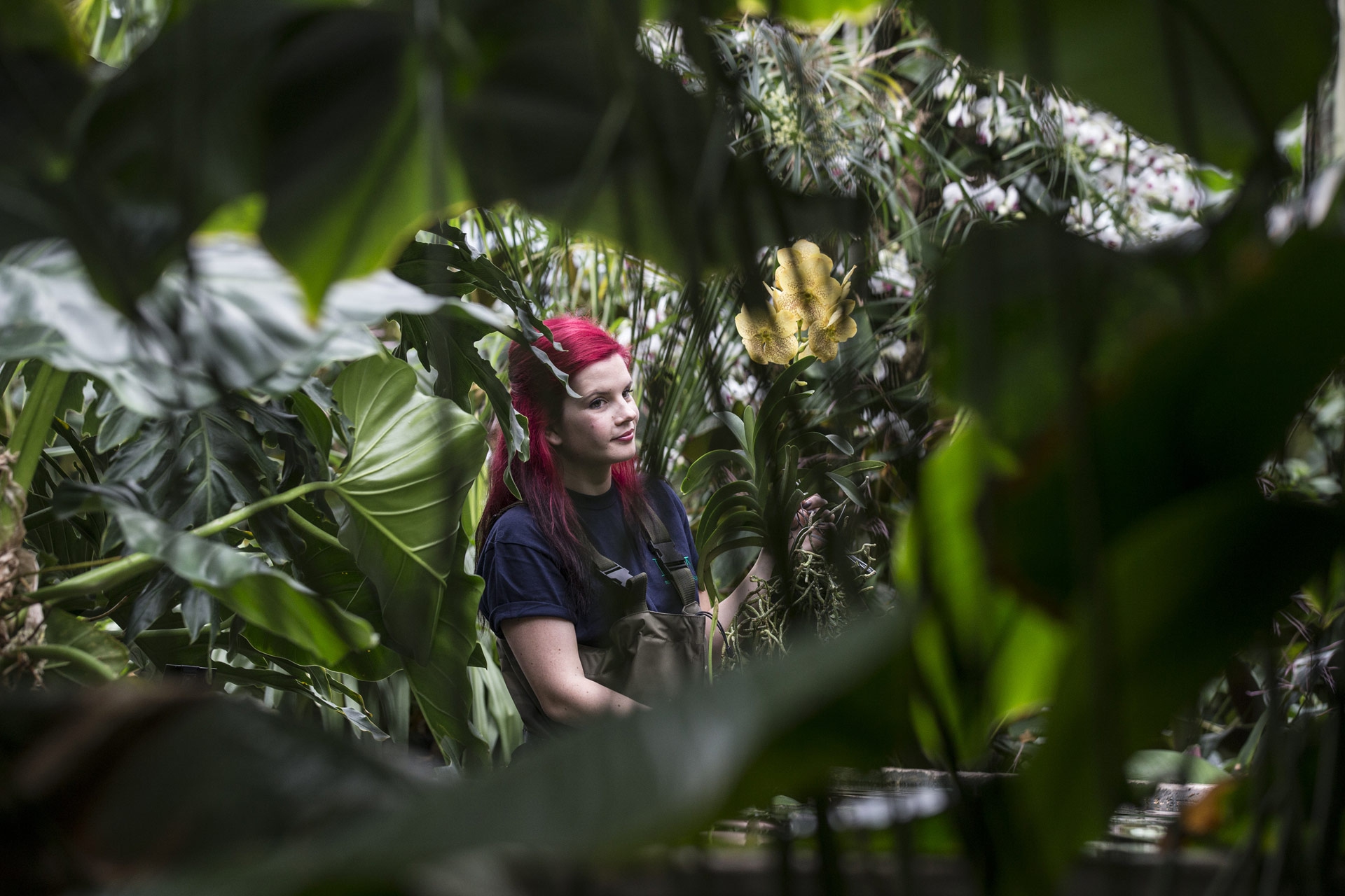 Le foto delle orchidee ai Royal Botanic Gardens di Kew