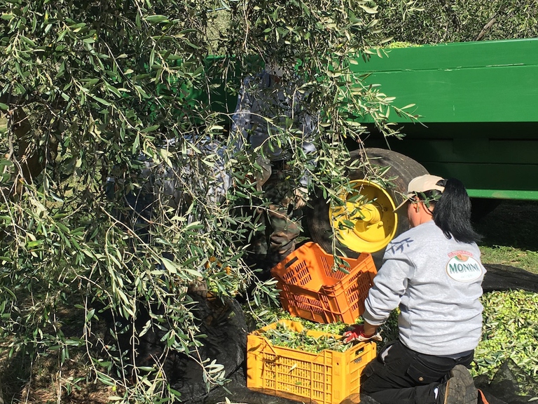 raccolta delle olive monini