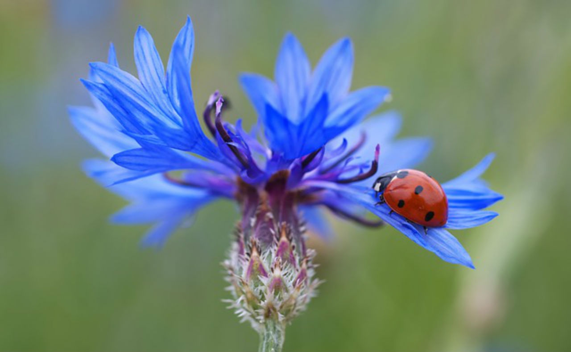 10 piante per attirare le coccinelle nel vostro giardino