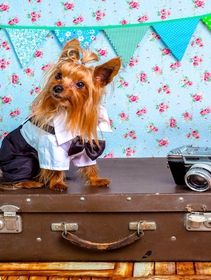 Brexit e animali domestici, cosa cambia e cosa fare