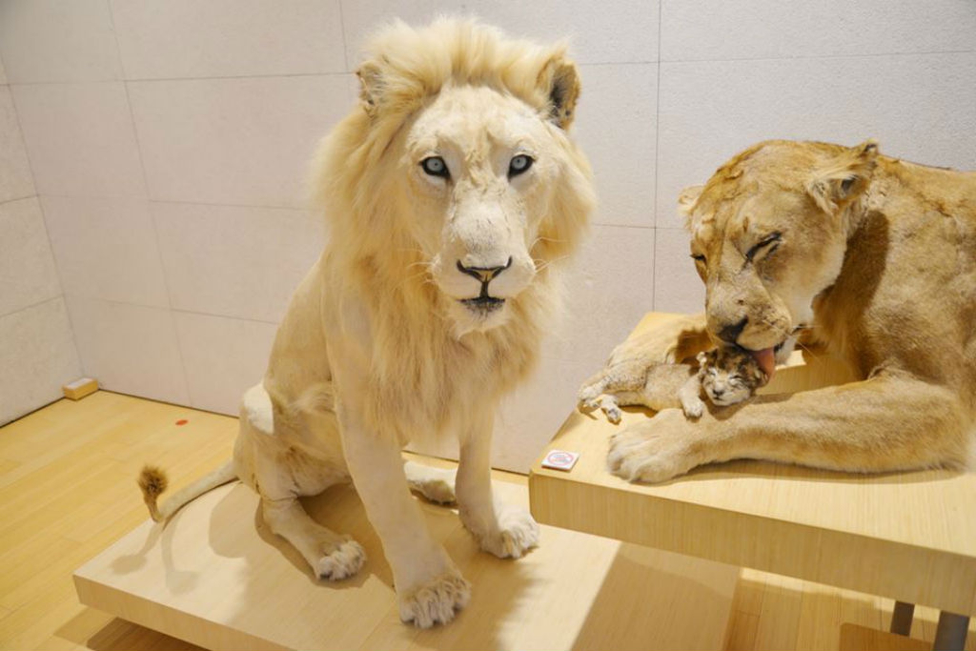 Leone bianco al Muse