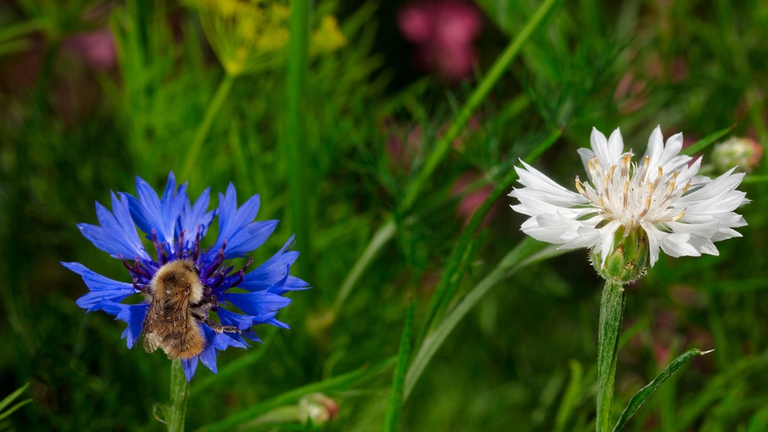 Centaury un ottimo rimedio floreale di Bach per l'ipersensibilità nei confronti degli altri. ©Ingimage