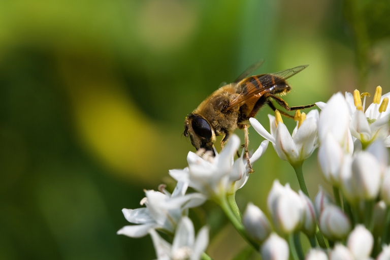le api e l'olio biologico