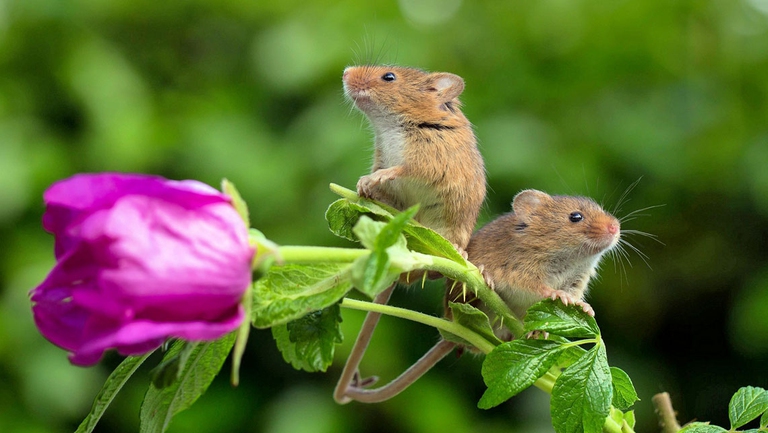 Il San Valentino dei topolini: Il canto d’amore del topo maschio ha sillabe e “parole”. 