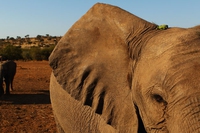 Sei elefanti uccisi nel parco dello Tsavo in Kenya