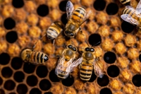 Cosmetici fermentati: naturalità da fiori e oli, efficacia per le donne, sostenibilità per le api