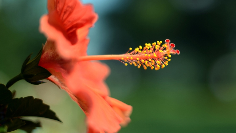 fiori ibisco giardino di ottobre