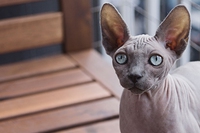 Canadian sphynx, il gatto nudo che sta conquistando il mondo
