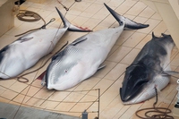 Sea Shepherd intercetta cinque baleniere giapponesi nei mari antartici