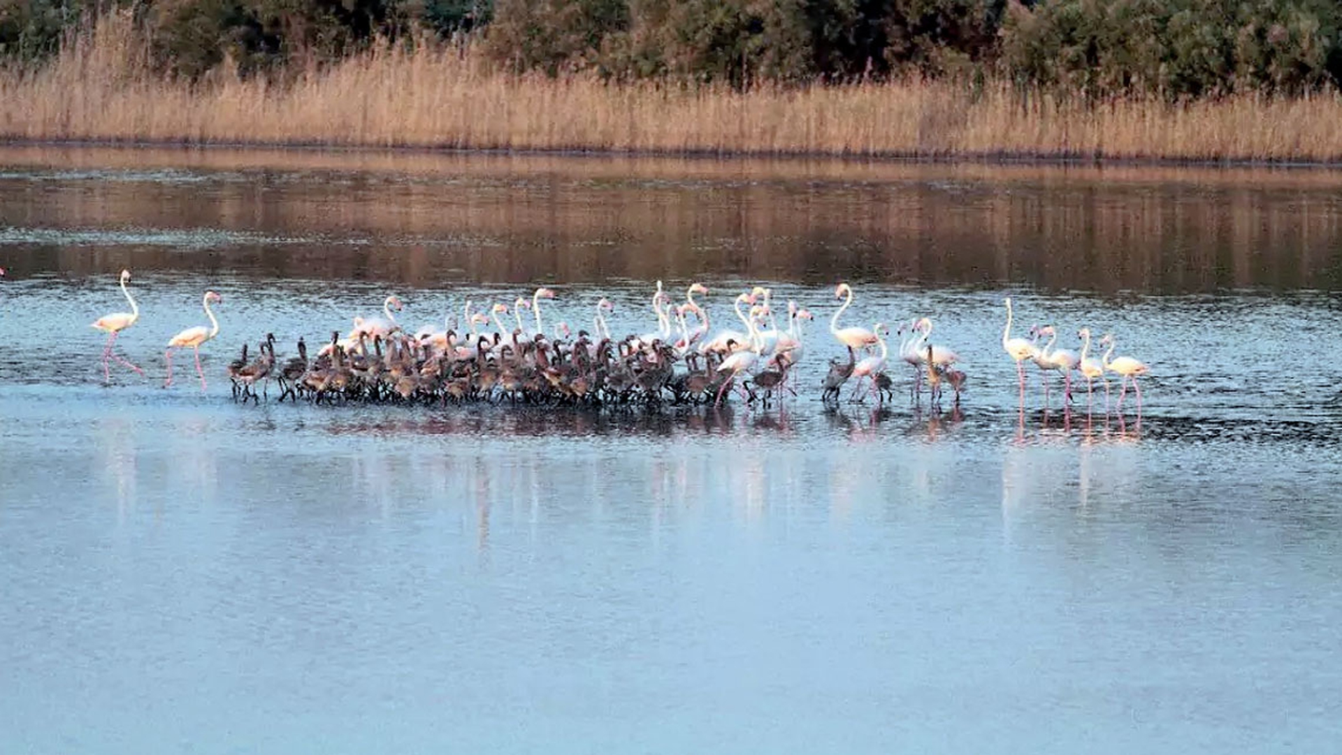 Fenicotteri rosa in Sicilia, 130 nuovi nati a Priolo