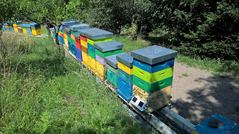 Biomonitoraggio Melixa apiario Sevignano