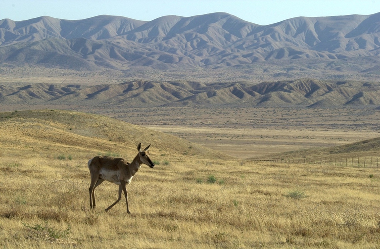 american pronghorns