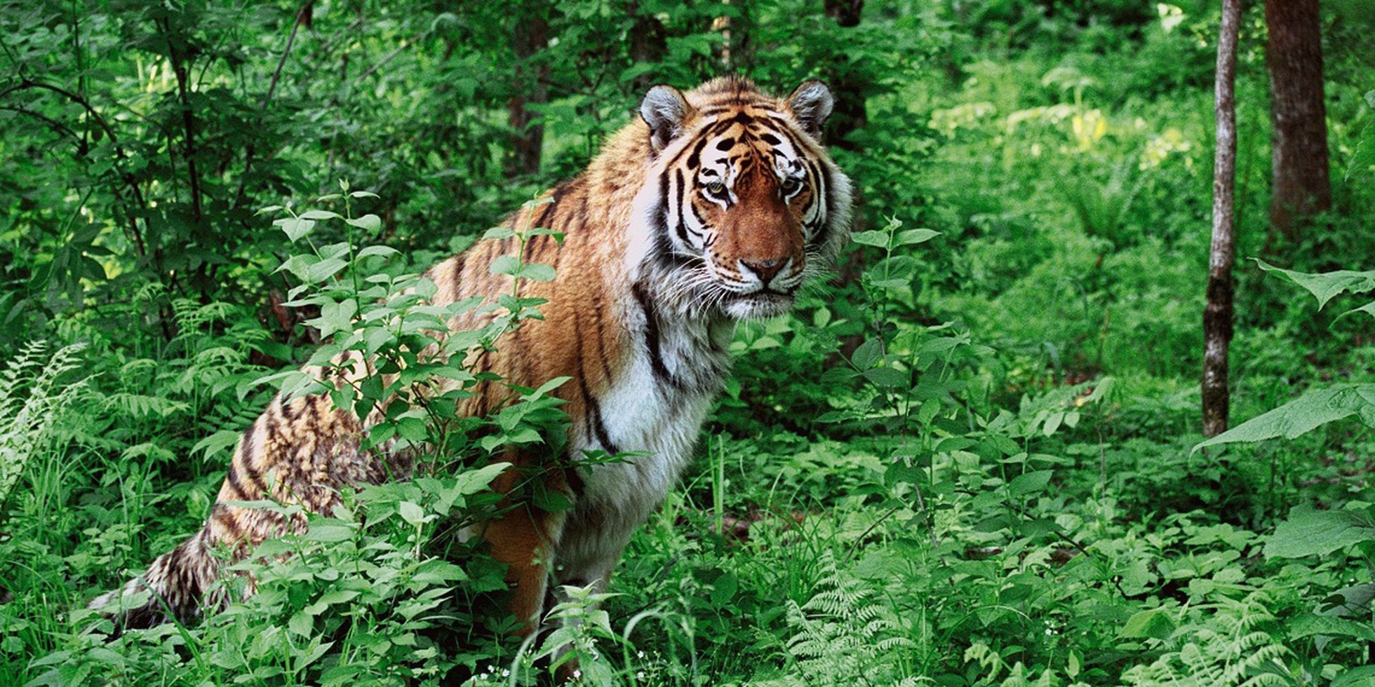 Муссонные леса животный мир. Заповедник Кедровая Падь Амурский тигр. Уссурийский тигр в тайге. Уссурийский тигр в Уссурийской тайге. Дальний Восток Амурский тигр.