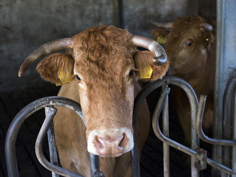 Mucca in un allevamento