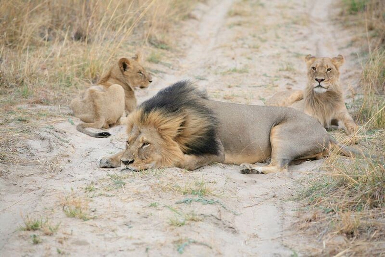Cecil con i suoi cuccioli