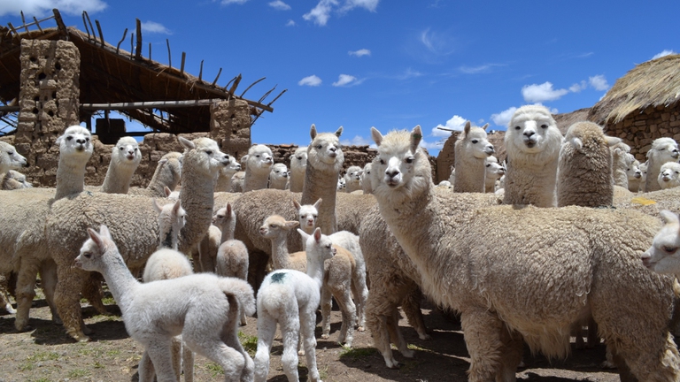 Un gregge di alpaca nelle regioni alto andine