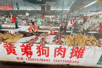 Al via il Festival della carne di cane di Yulin