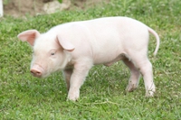 Piccola fattoria degli animali, dove i maiali salvati vivono felici