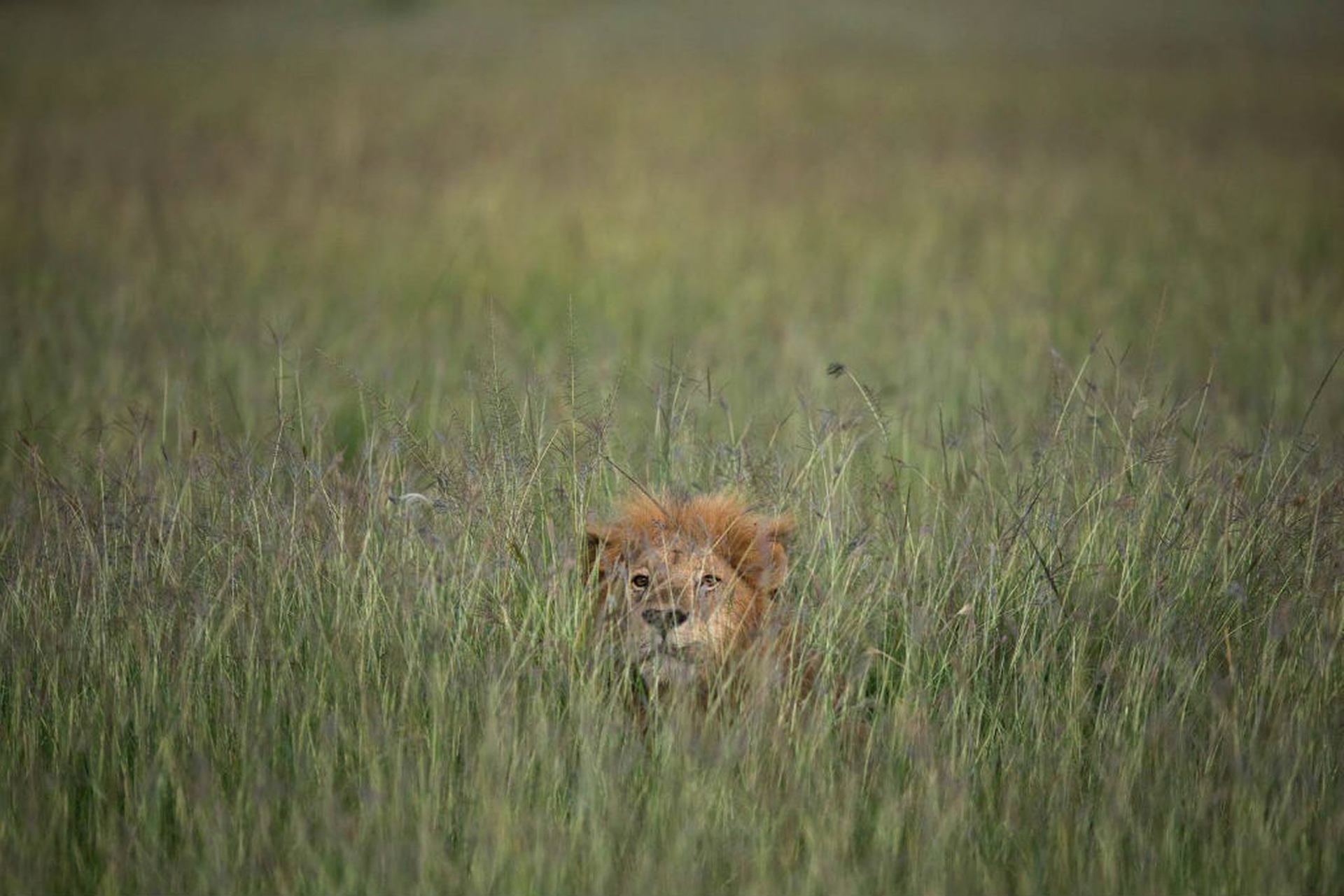 #kenyalive make it kenya