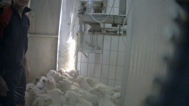 Indagine Essere Animali Sardegna