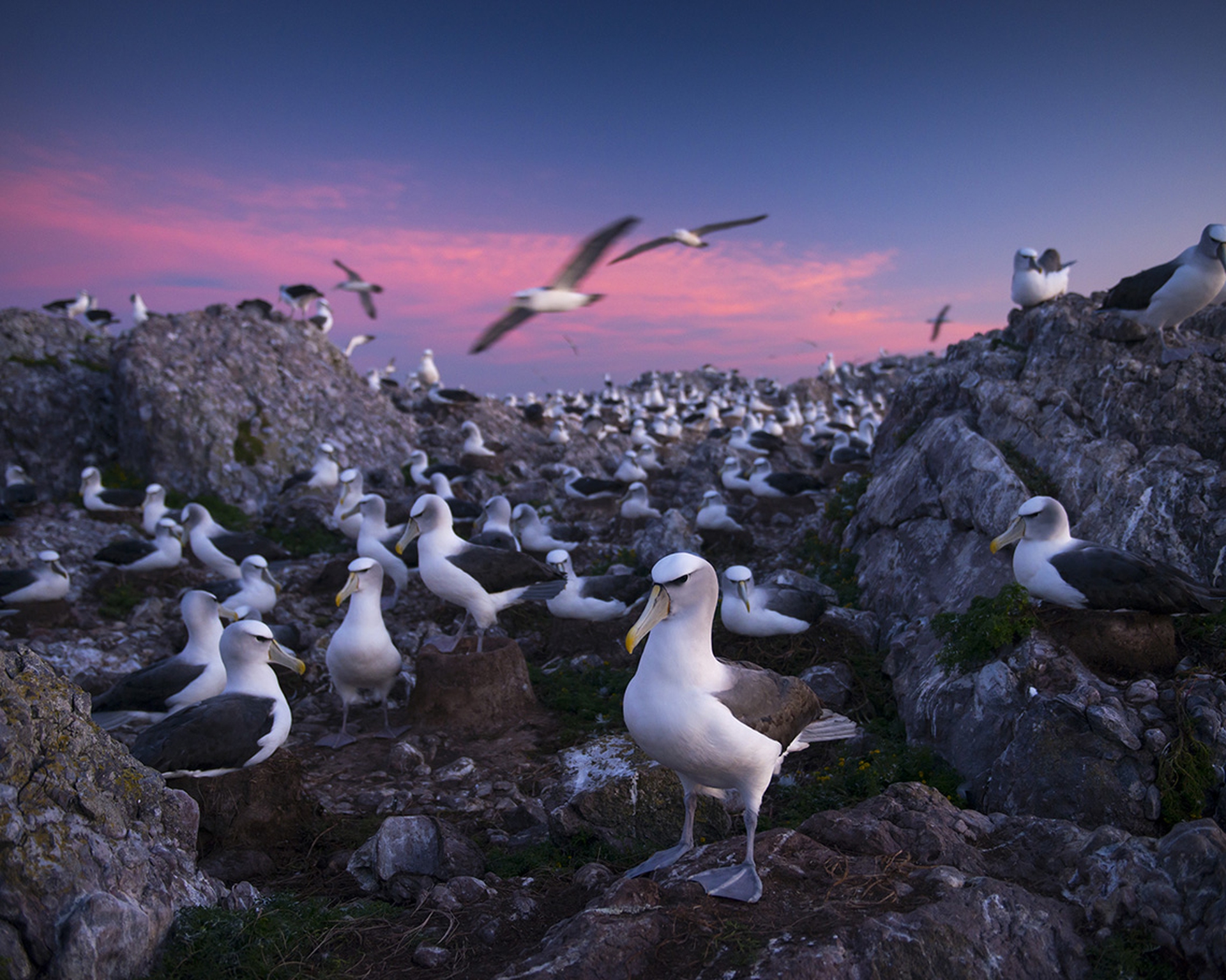 Albatross Island di Matthew Newton