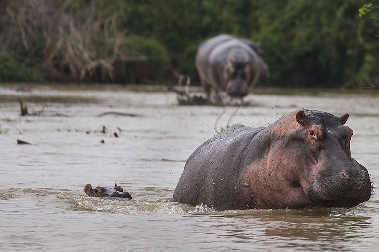 hippos zambia cancels culling