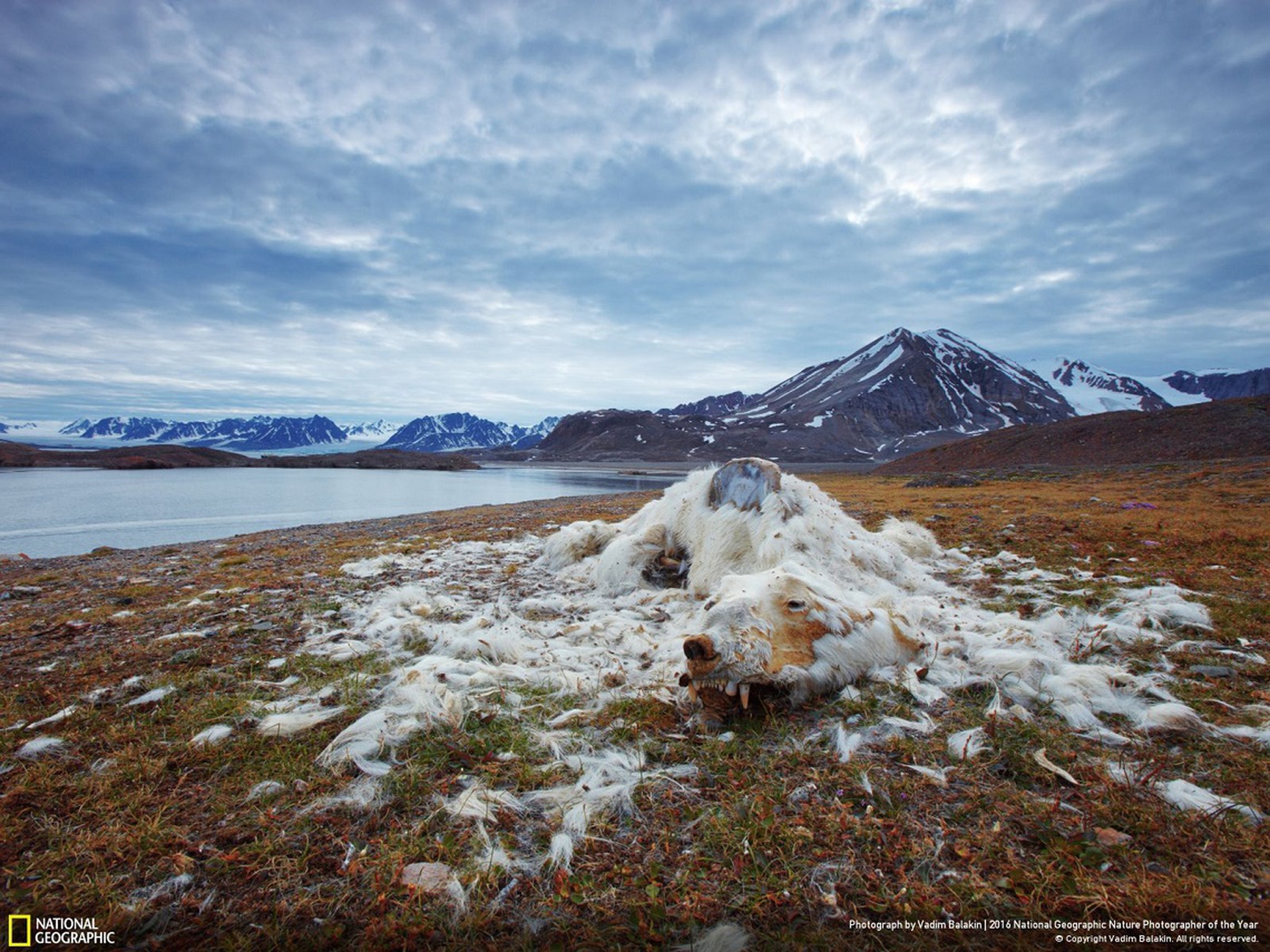 Life and Death - National Geographic Nature Photographer of the Year