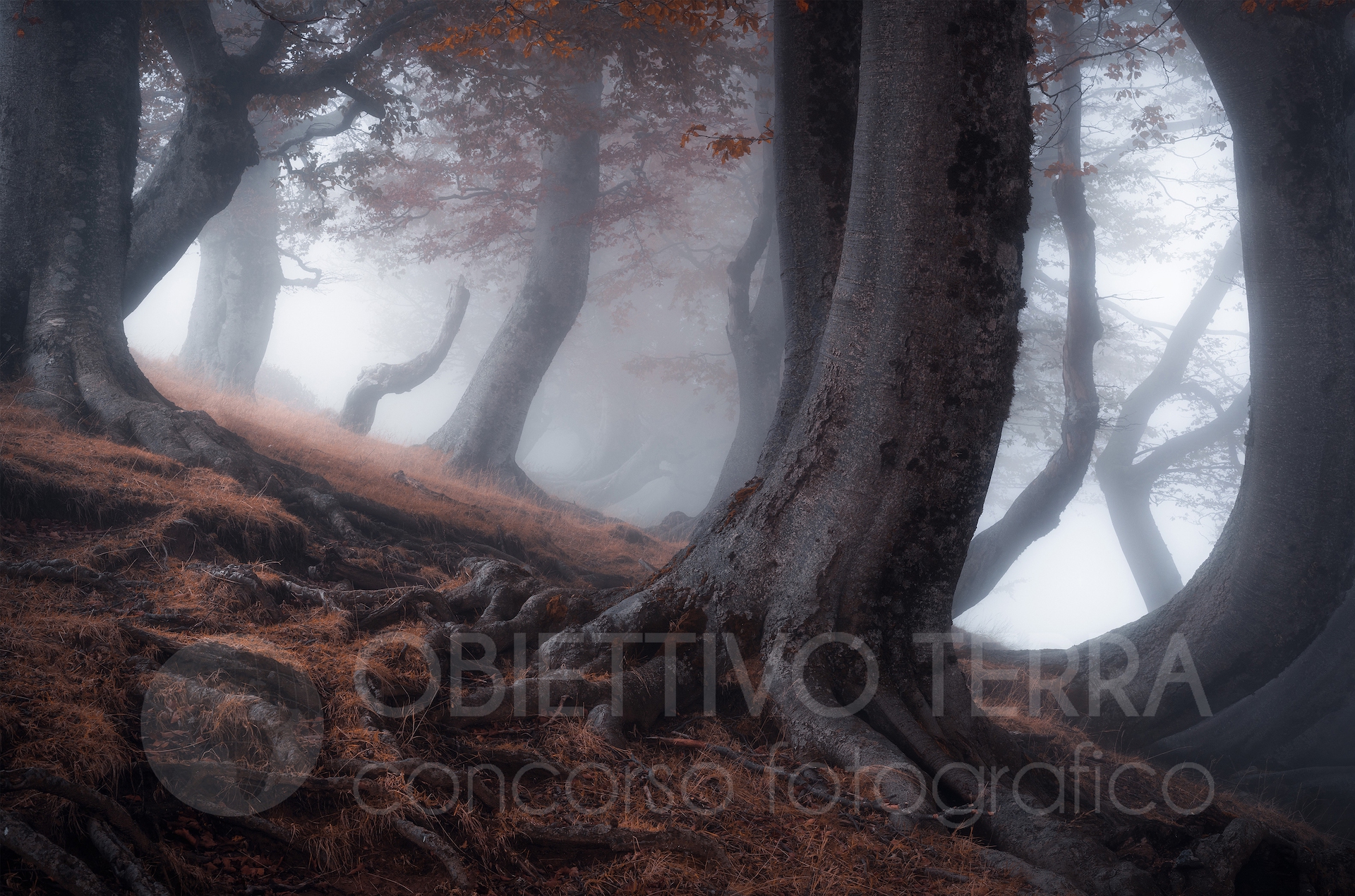 SALVATORE (Alberi e Foreste) Obiettivo terra 2021