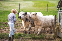 Bovini e cani, possibili alleati nella lotta contro il coronavirus