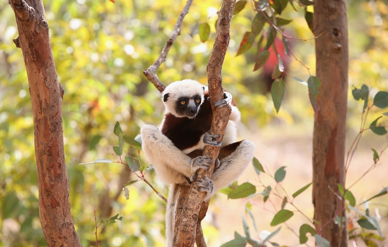 Lemure arrampicato su un albero