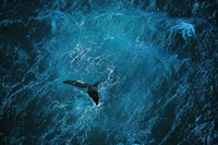 Il blu è di tutti, United by Blue pulisce le spiagge e gli oceani