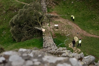 Gran Bretagna, abbattuto per vandalismo il mitico “albero di Robin Hood”