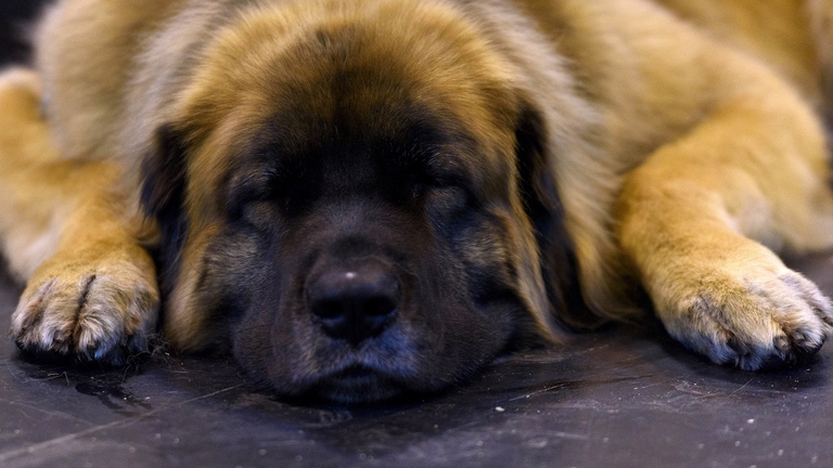 Grande maschio di leonberger