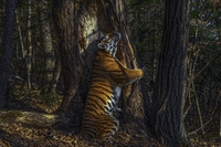 L’immagine di una maestosa tigre siberiana vince il Wildlife photographer of the year 2020
