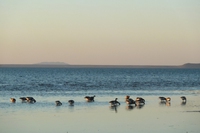 Baja California