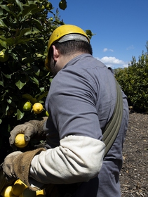 Chlorpyrifos pesticide banned in the US as too hazardous for human health