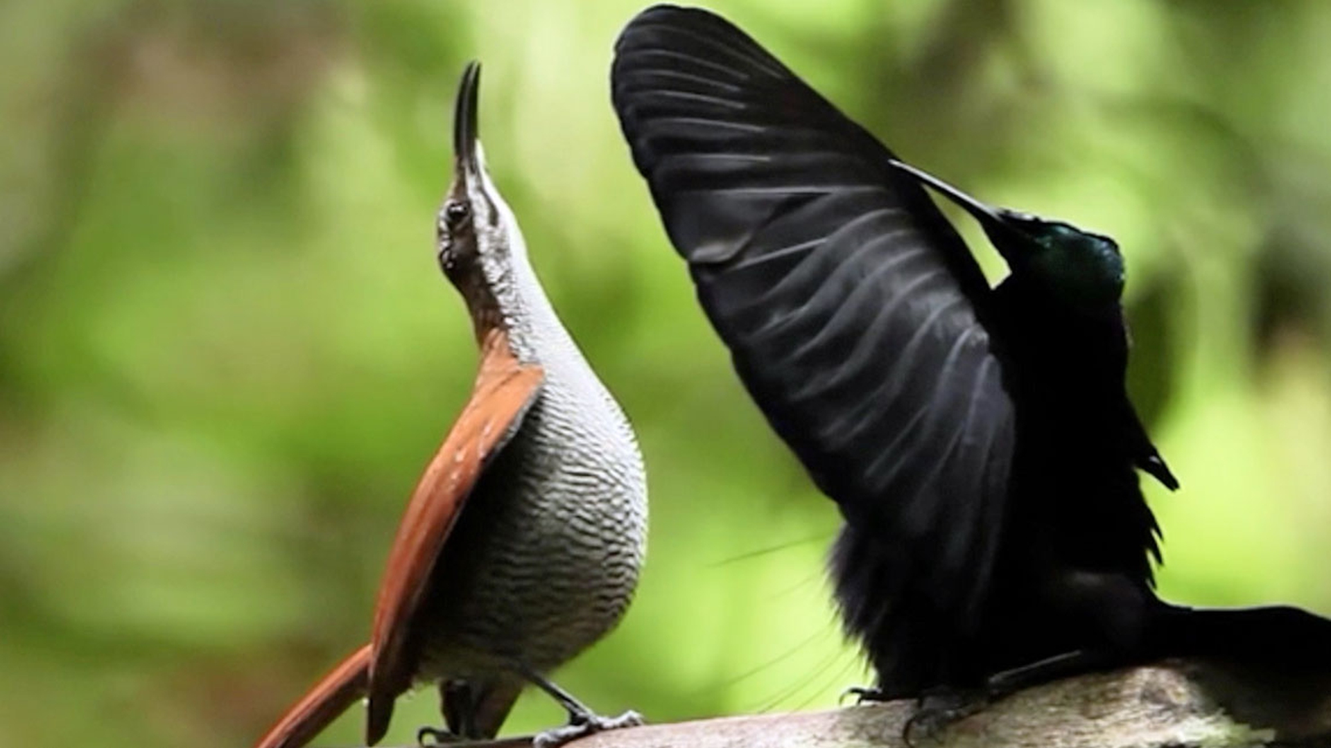 Etologia del corteggiamento: l'uccello fucile di Victoria