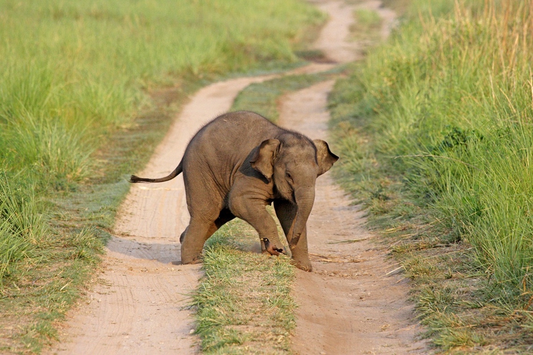Elefanti e rinoceronti indiani sono le specie più grandi che si trovano nel parco nepalese © Ingimage