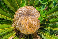 Due piante antiche si riproducono naturalmente nel Regno Unito dal clima giurassico