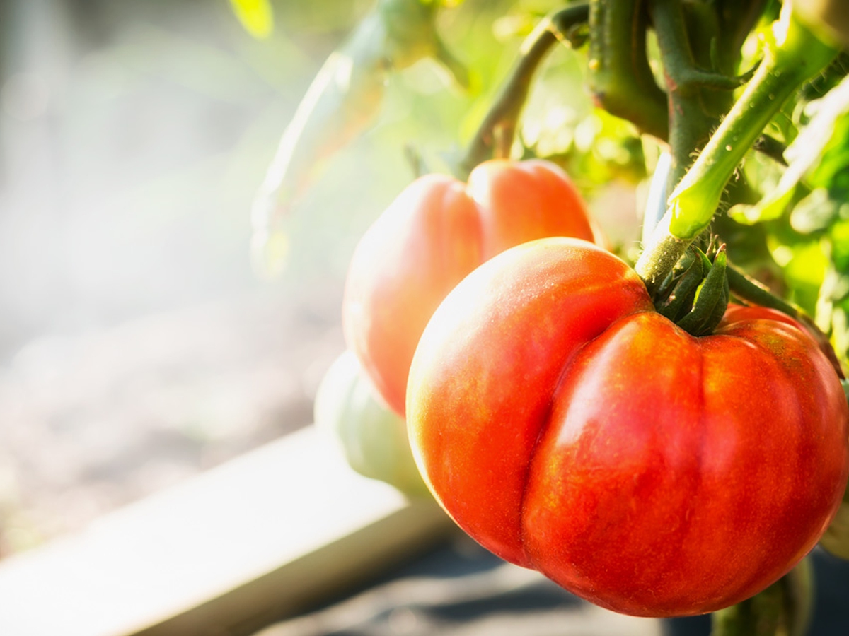 Come Si Dice Pomodoro In Inglese