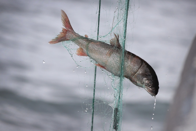 Salmone pescato con una rete