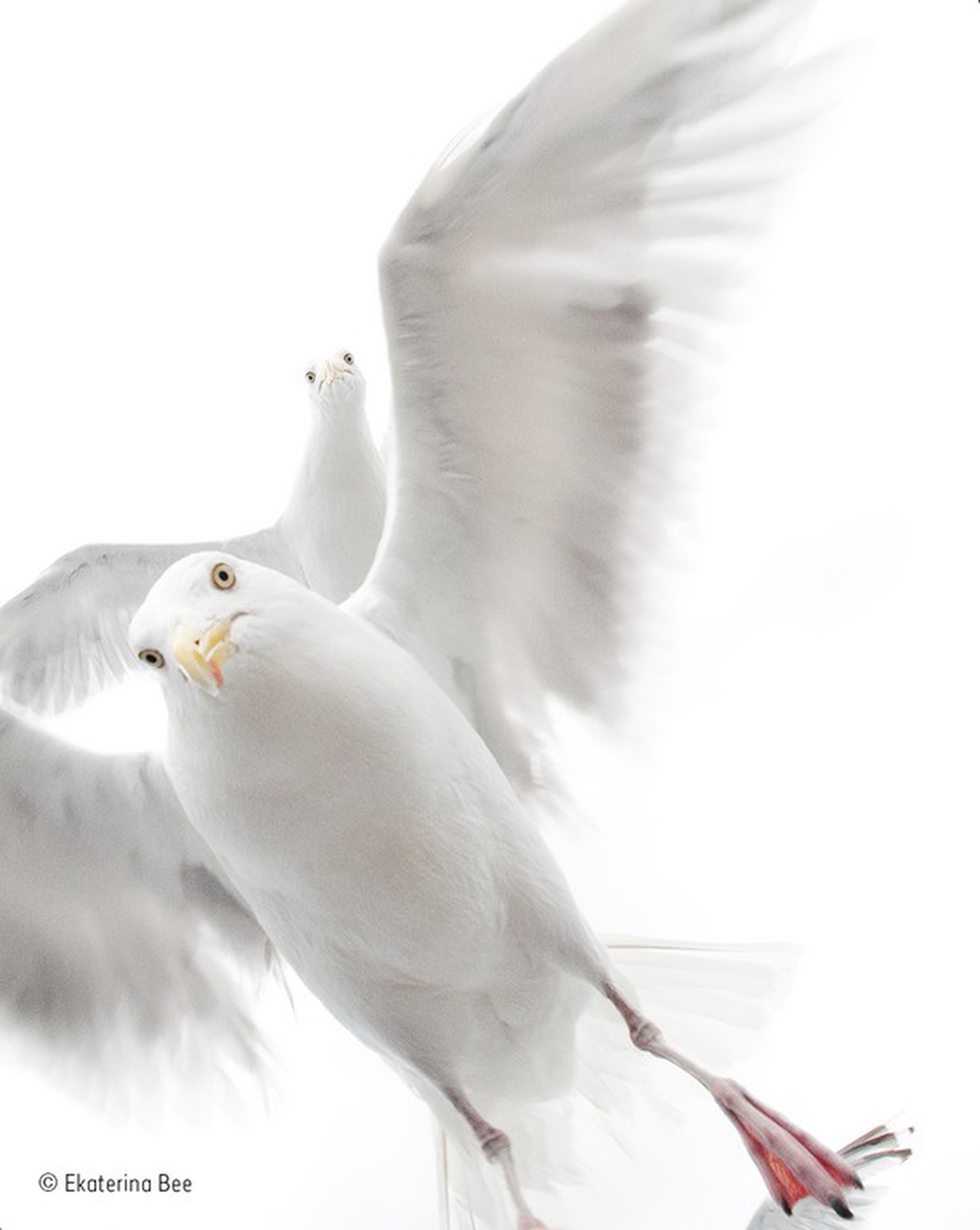 In the grip of the gulls © Ekaterina Bee/Wildlife Photographer of the Year