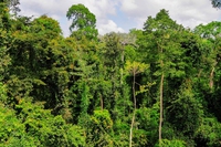 Le foreste africane assorbono più CO2 rispetto alle altre (Amazzonia compresa)