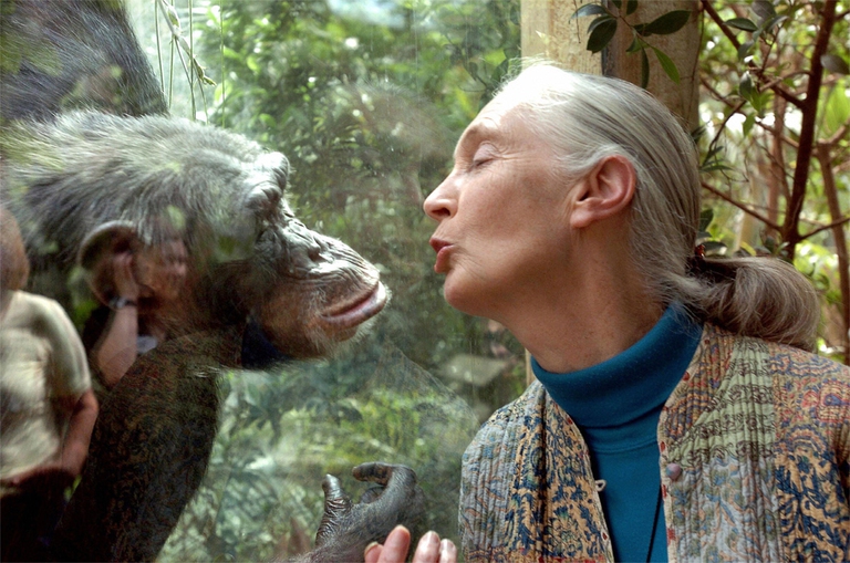 Jane Goodall parla con Nana allo zoo di Magdeburgo, 6 giugno 2004 (foto di JENS SCHLUETER/AFP/Getty Images)