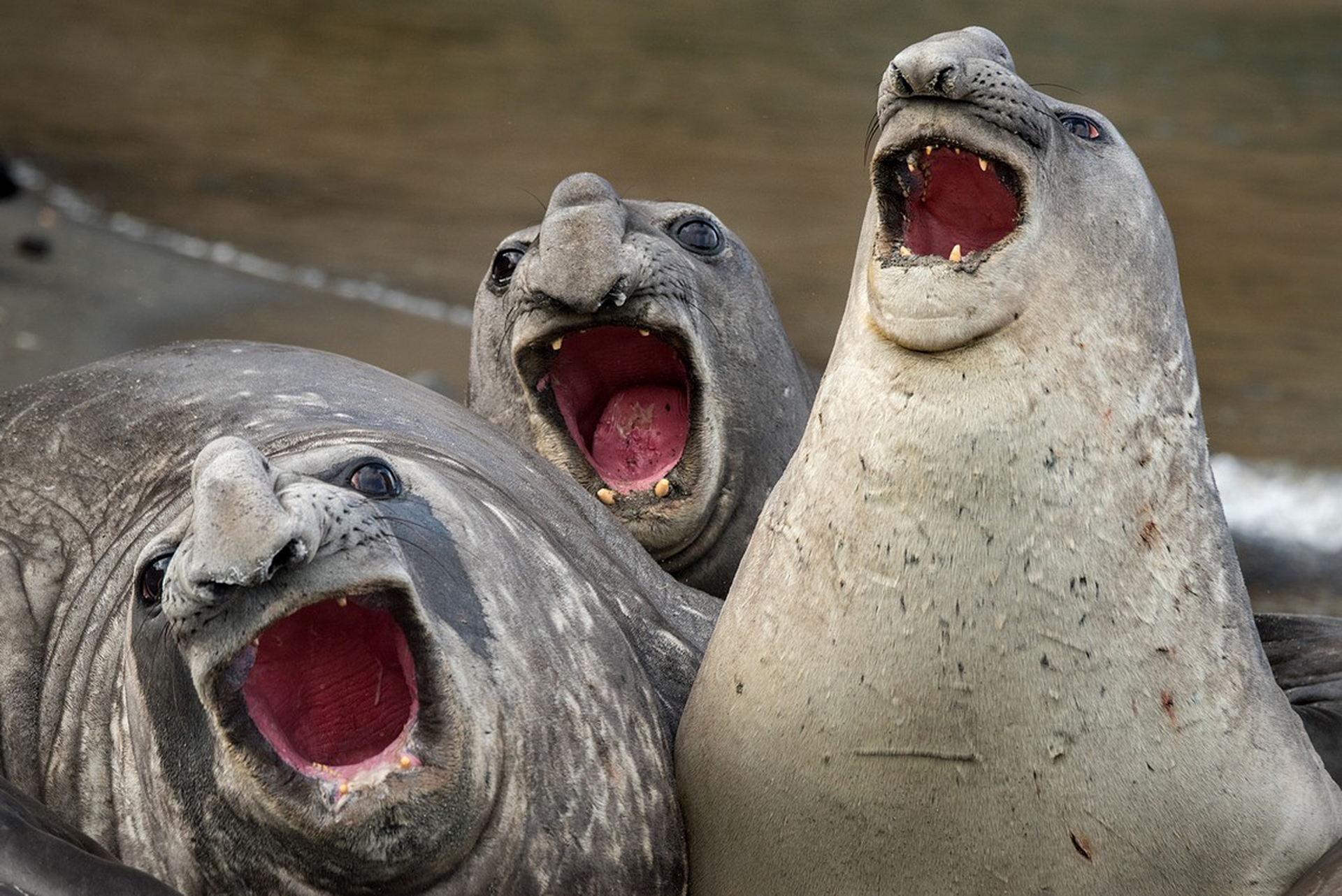Three tanors di Roie Galitz – Comedy wildlife photography awards