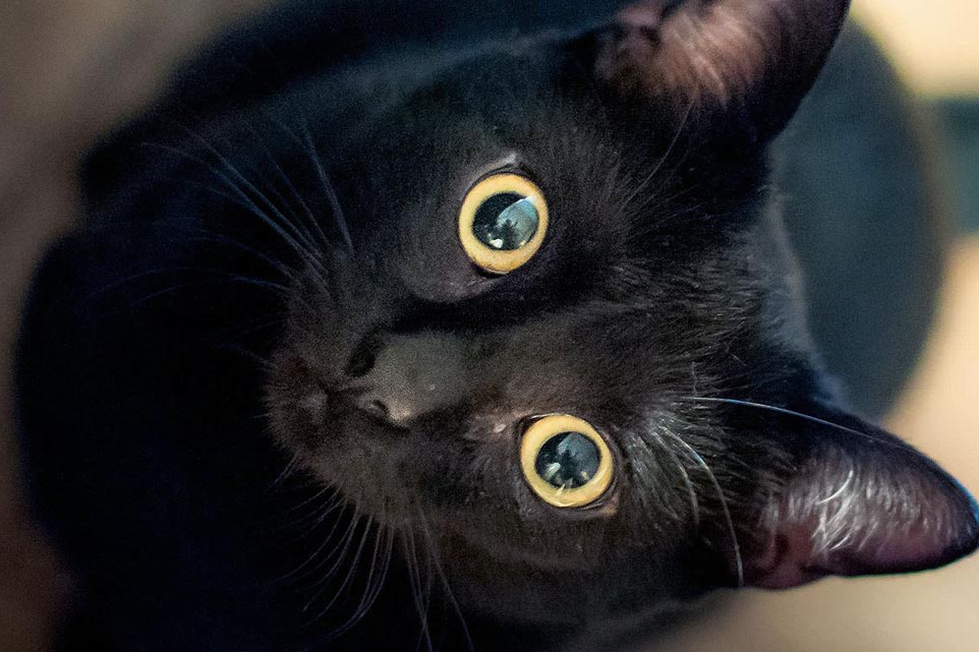 Il gatto nero è un talismano e porta fortuna. Ecco perché