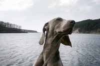 Riley, il cane da museo che difende le opere d’arte grazie al suo fiuto