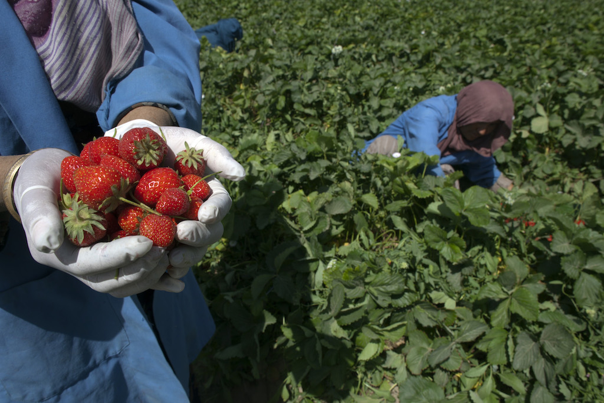 Strawberry women farmers in Afghanistan